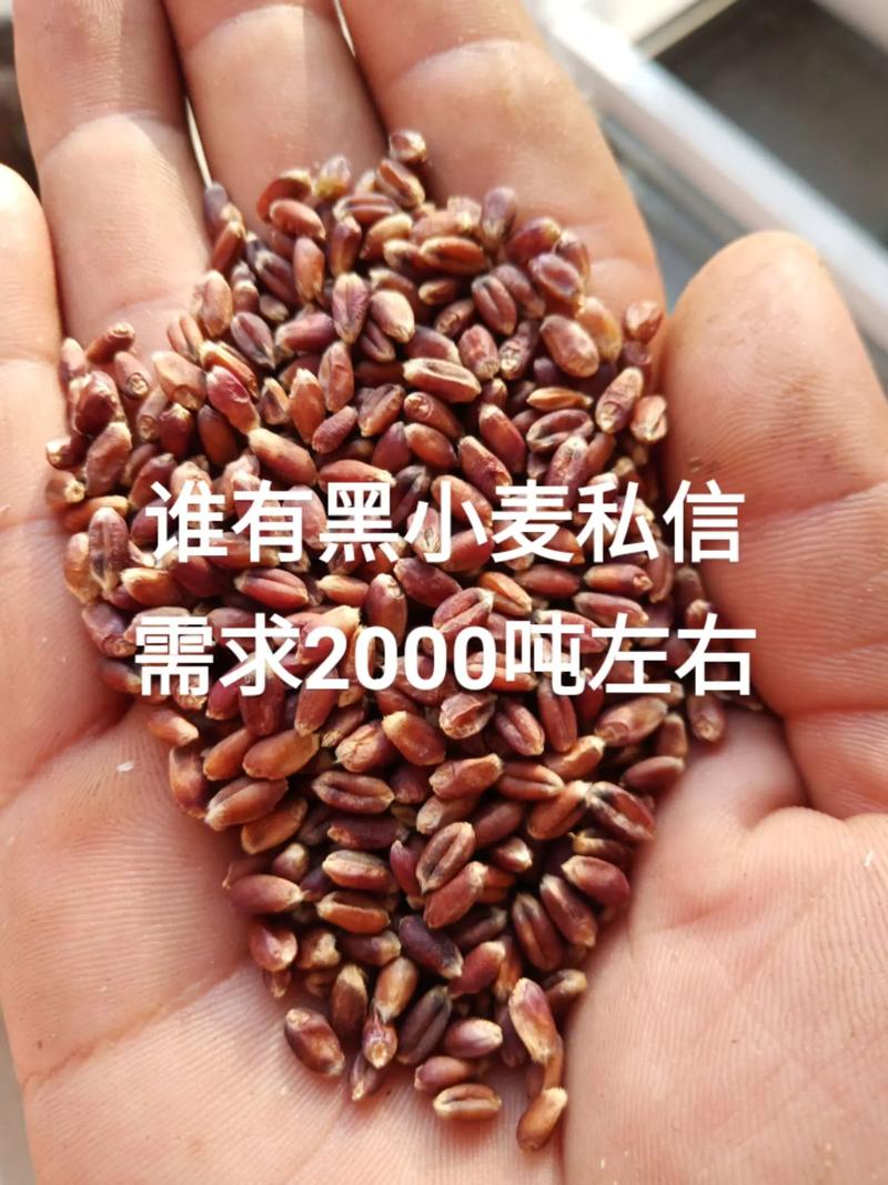 小麦3亩地仅收300斤,小麦3亩地仅收300斤怎么办