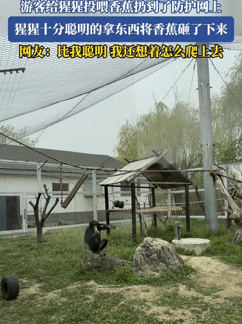 被大猩猩反向投喂,被大猩猩反向投喂怎么办